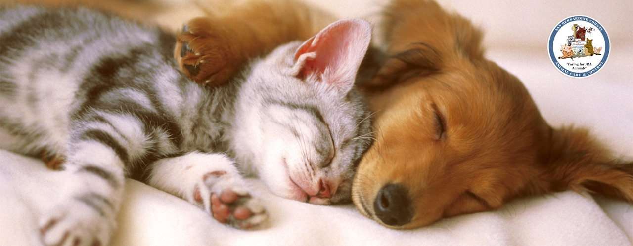 Dog snuggles with cat while sleeping.