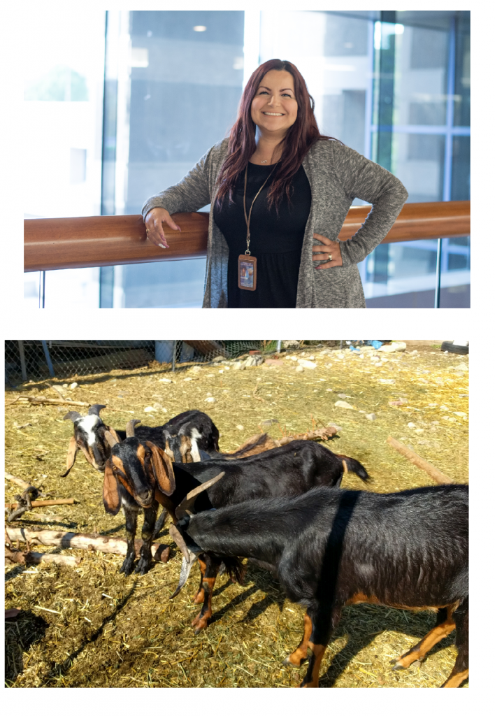 Patricia Castillo, Office Assistant III and image of goats.